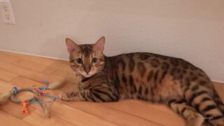 Terrific onlyfans Zoe aka CanBeBought nude video pack part 8
